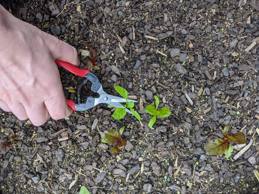 Thinning Seedlings 7